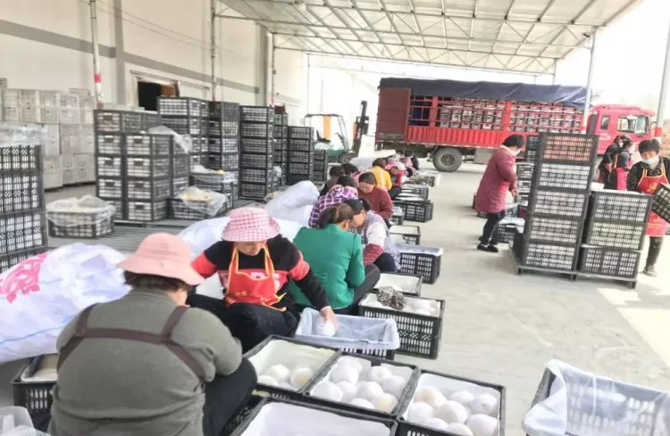 Vegetable Base Warehouse Steel Construction